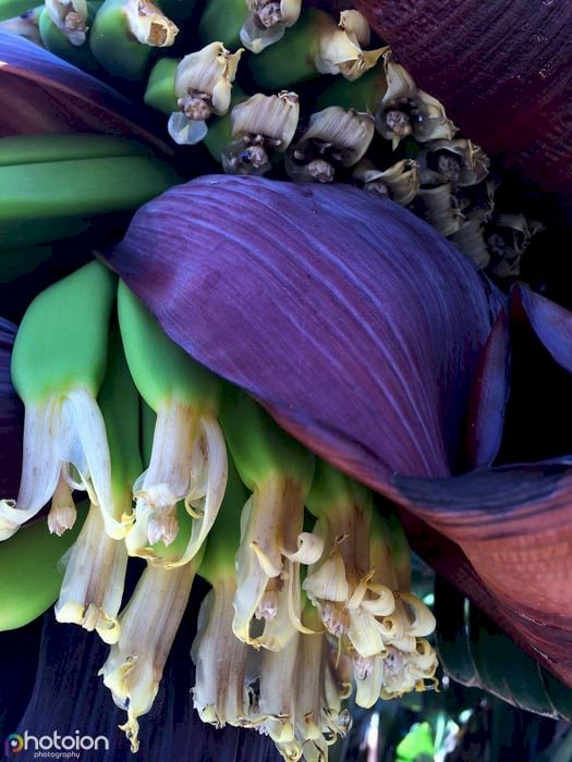 banana-flower-la-palma-canary-photoion