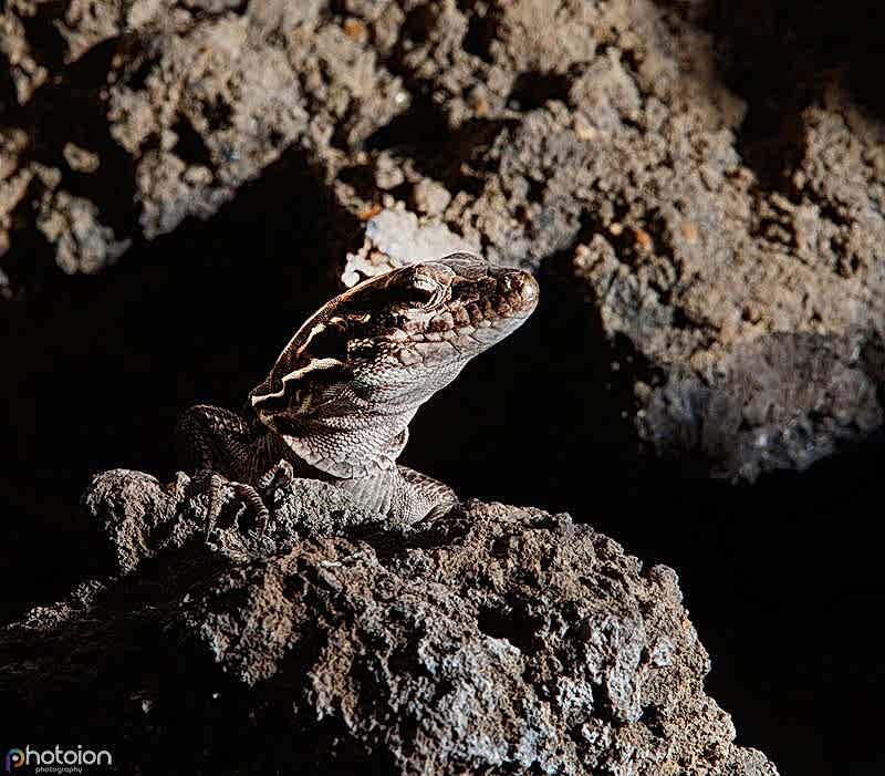 la-palma-canary-islands-ion-paciu-photoion-lizzard-3