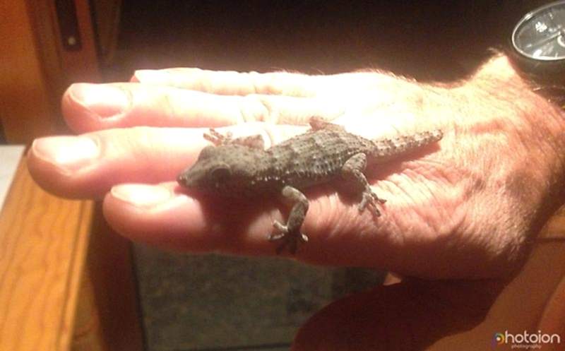 la-palma-canary-islands-ion-paciu-photoion-lizzard-gecko