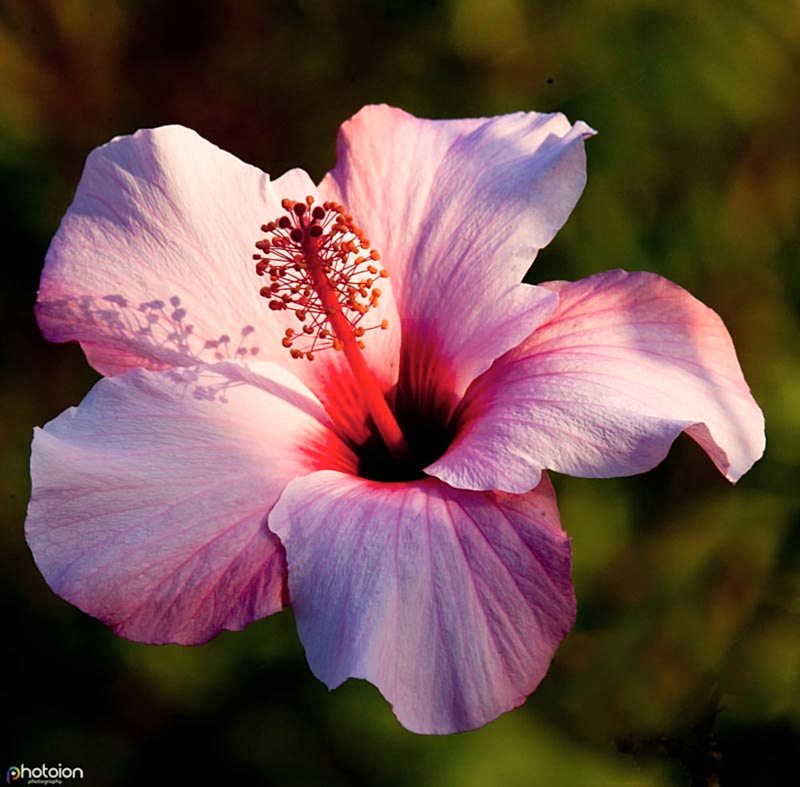 la-palma-canary-islands-spain-ion-paciu-photoion-el-paradiso-hibiscus
