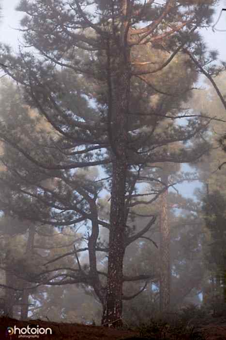 la-palma-canary-islands-spain-ion-photoion-forest-clouds