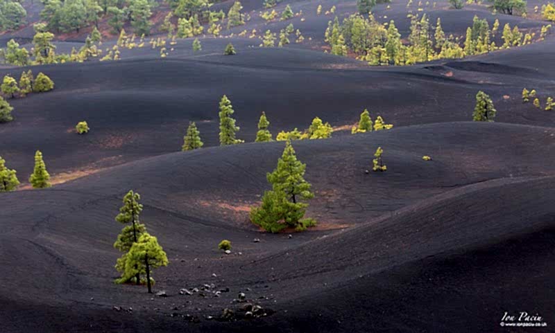 park-parque-natural-cumbre-vieja-la-palma-canary-islands-spain-ion-paciu