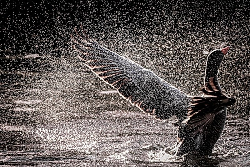 wildlife photography awards