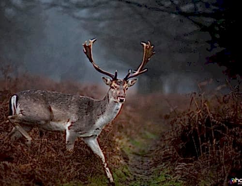 Wildlife Photography Workshop Richmond Park Deer Rain