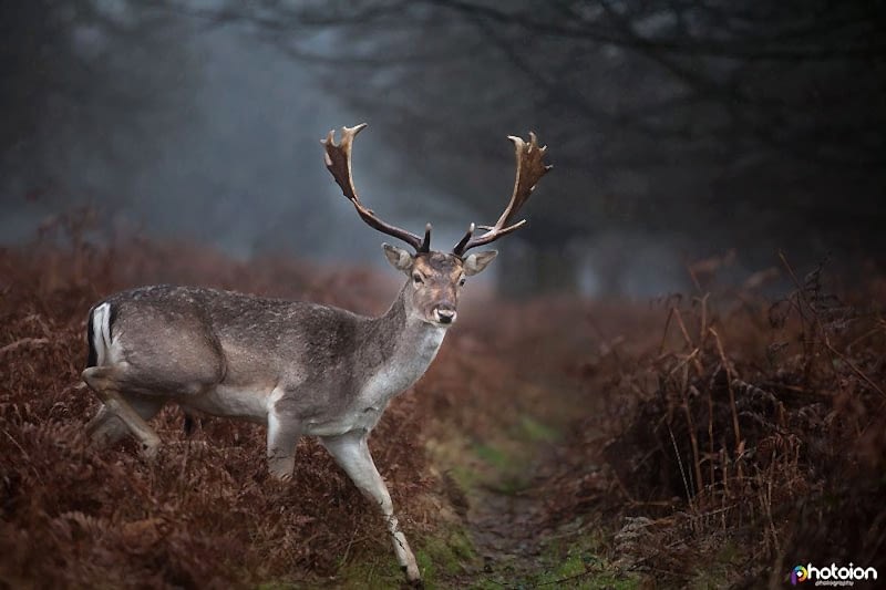 wildlife-photography-workshop-richmond-park-deer-in-the-rain boys_reading