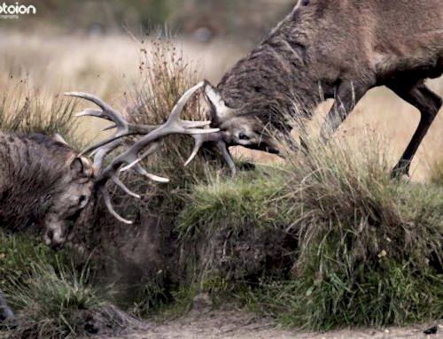 Wildlife Photography Workshop Stags during rutting season