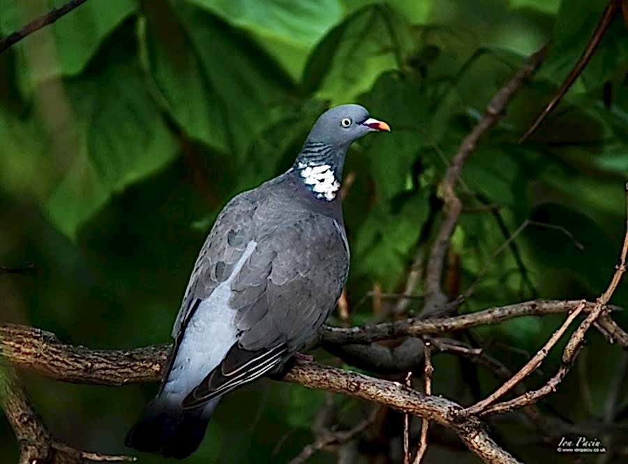Pigeon taken with Canon 100D