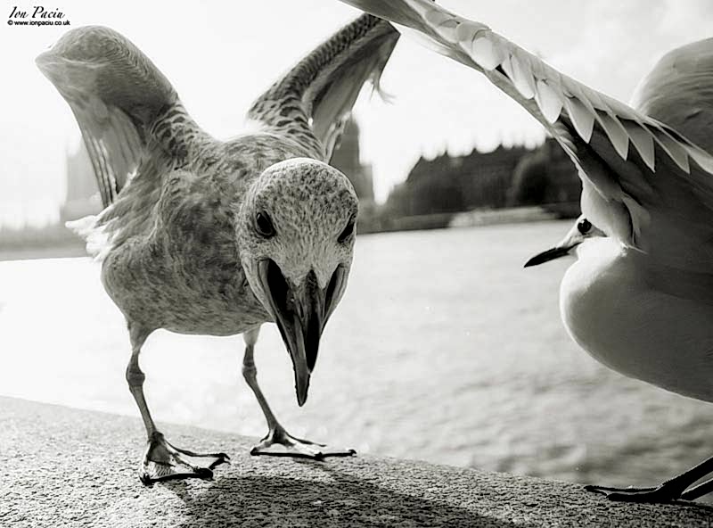 seagull on the south bank in London image by Ion Paciu
