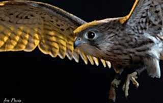 Birds of Prey Photography Peregrine