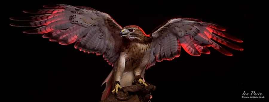 ion-paciu-birds-of-prey-red-tailed-buzzard-hawk