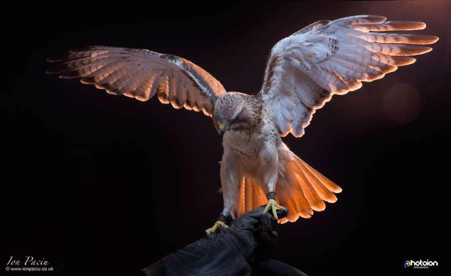 ion-paciu-fortune-birds-of-prey-red-tailed-buzzard-hawk