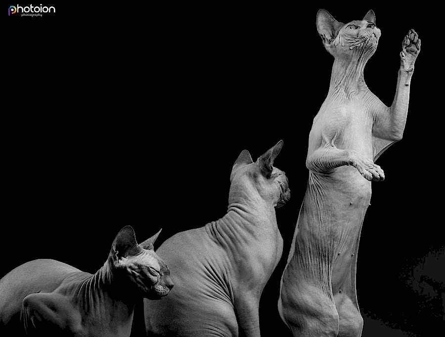 sphynx cat photography