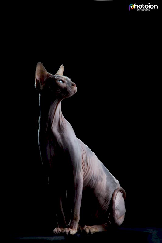 sphynx cat photography