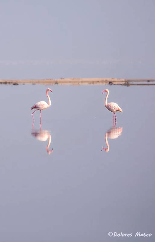 photography student wildlife flamingos