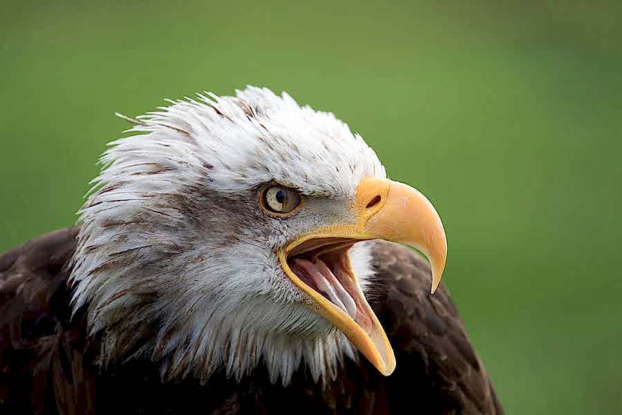 photography student wildlife