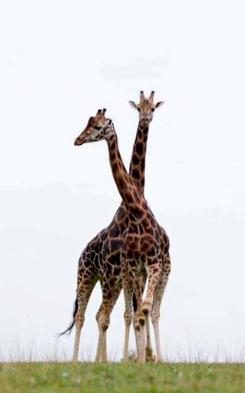 photography student wildlife giraffe