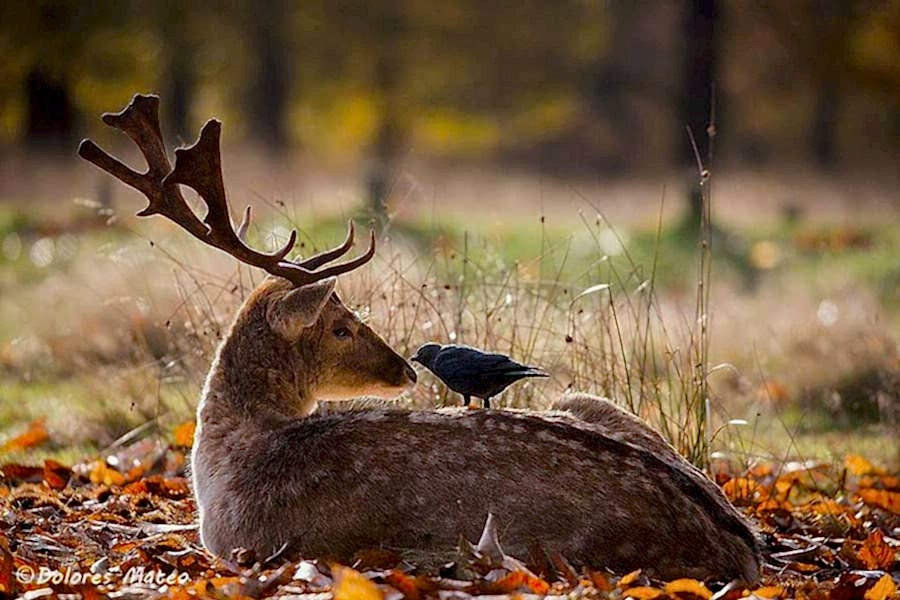 photography student deer wildlife
