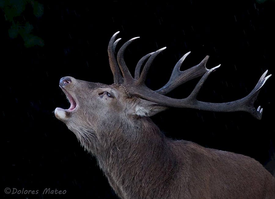 photography student wildlife deer
