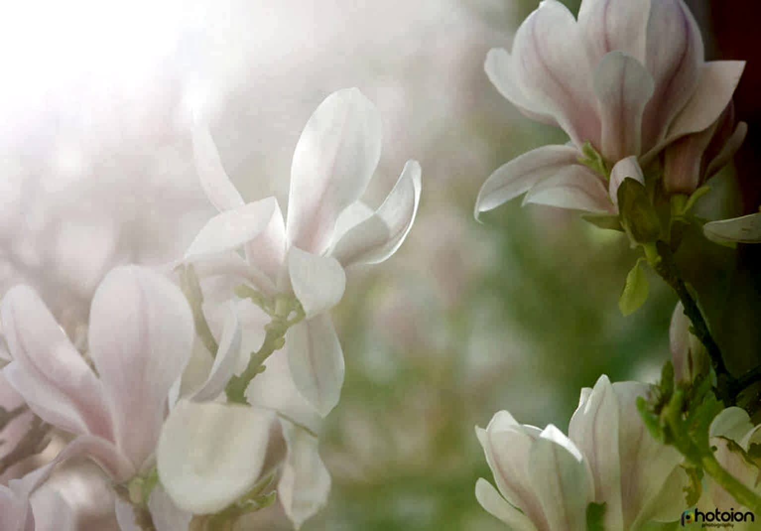 photo of the month competition march 2019