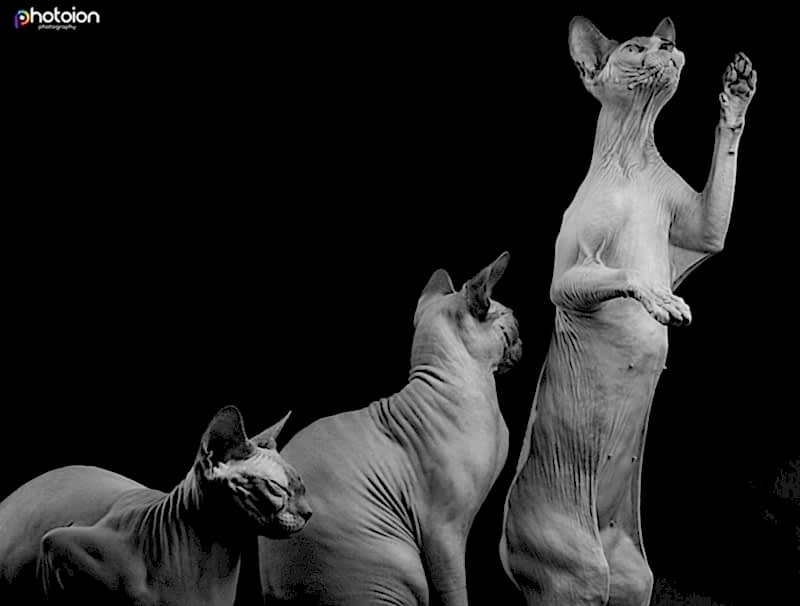 Sphynx cats playing