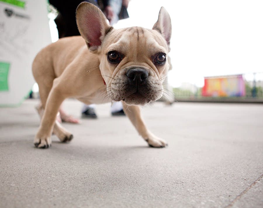 dog looking into