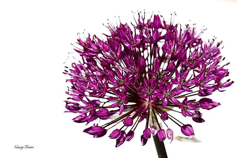 Nancy Tsami flower