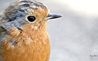 robin-in-snow-student-image
