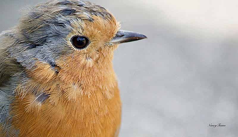 robin-in-snow-student-image