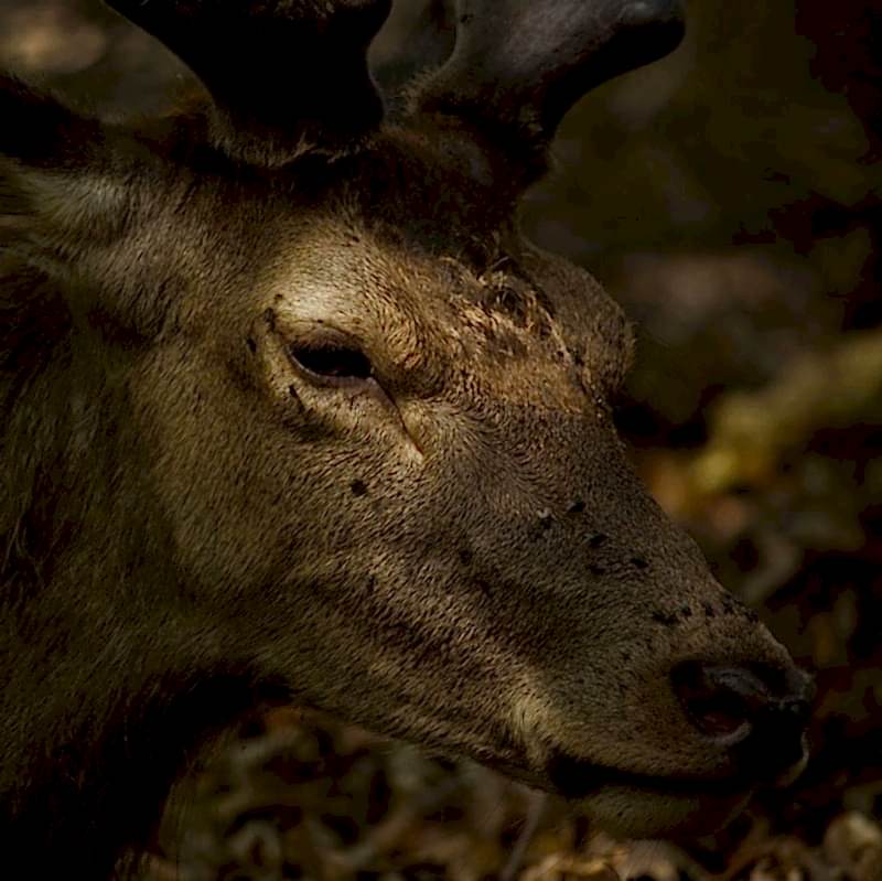 deer-close-up-richmond-park