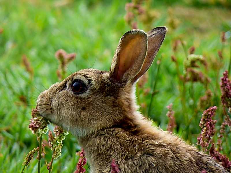 Rabbit in the meadows 