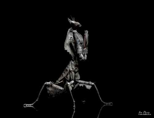 A collection of Praying Mantis Photographs