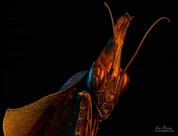 violins-gongylus-hongylodes-mantis
